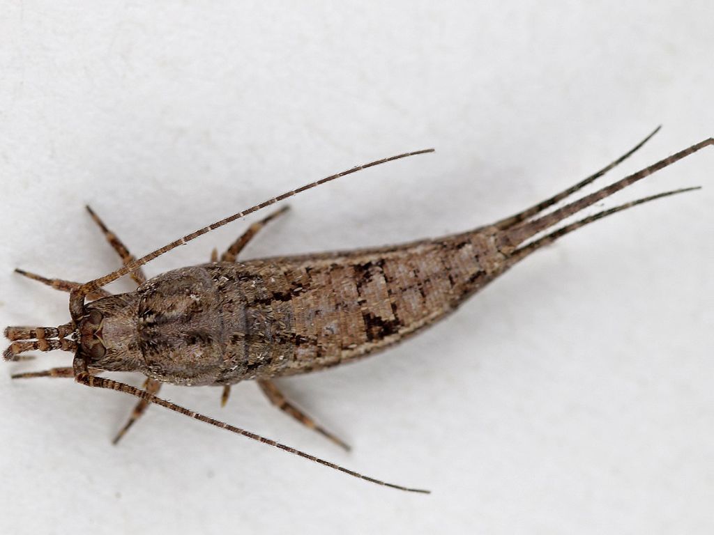 Zygentoma Lepismatidae sp.?    No, Microcoryphia: Lepismachilis sp. (Machilidae)